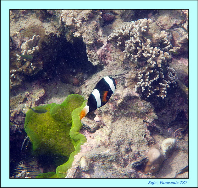 2012 - 03 - Koh Kradan 10